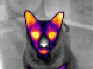 Thermal image of Samwise the Cat.